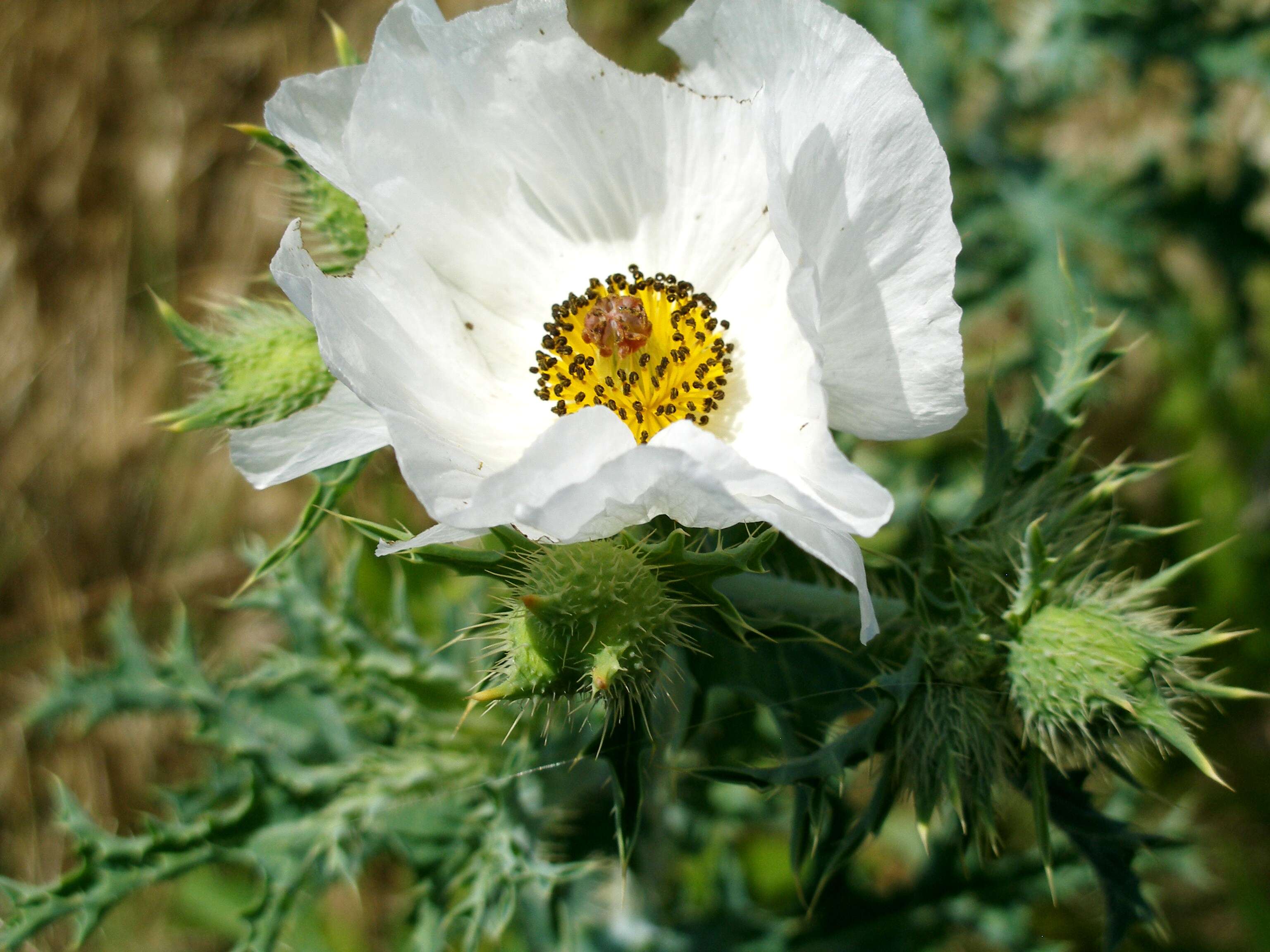 Image of bluestem pricklypoppy