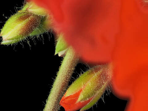 Image of zonal geranium