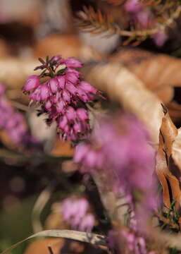 Слика од Erica carnea L.