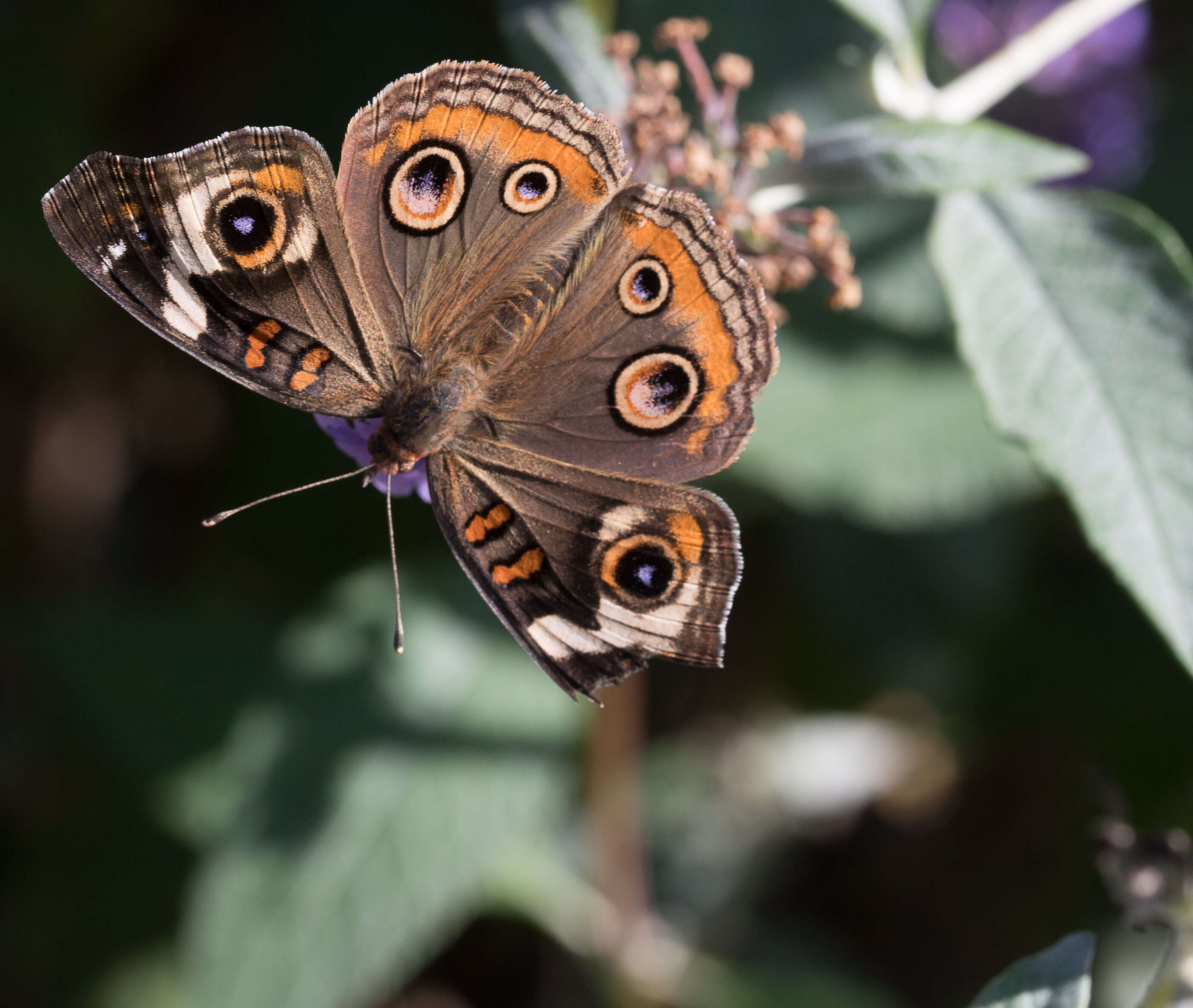 Image of Common buckeye