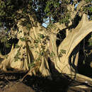 Image de Ficus petiolaris subsp. palmeri (S. Watson) Felger