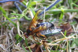 Image of Cicada Killers