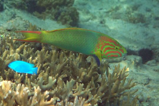 Image of Green moon wrasse