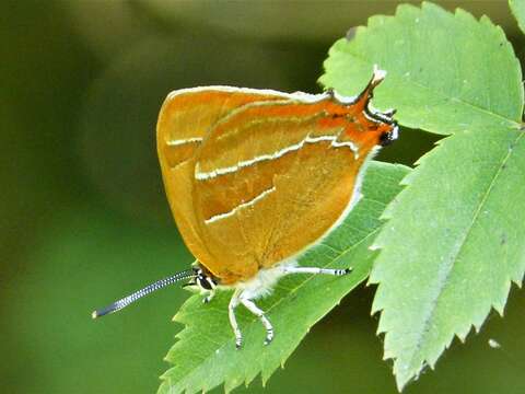 Image of Brown Hairstreak