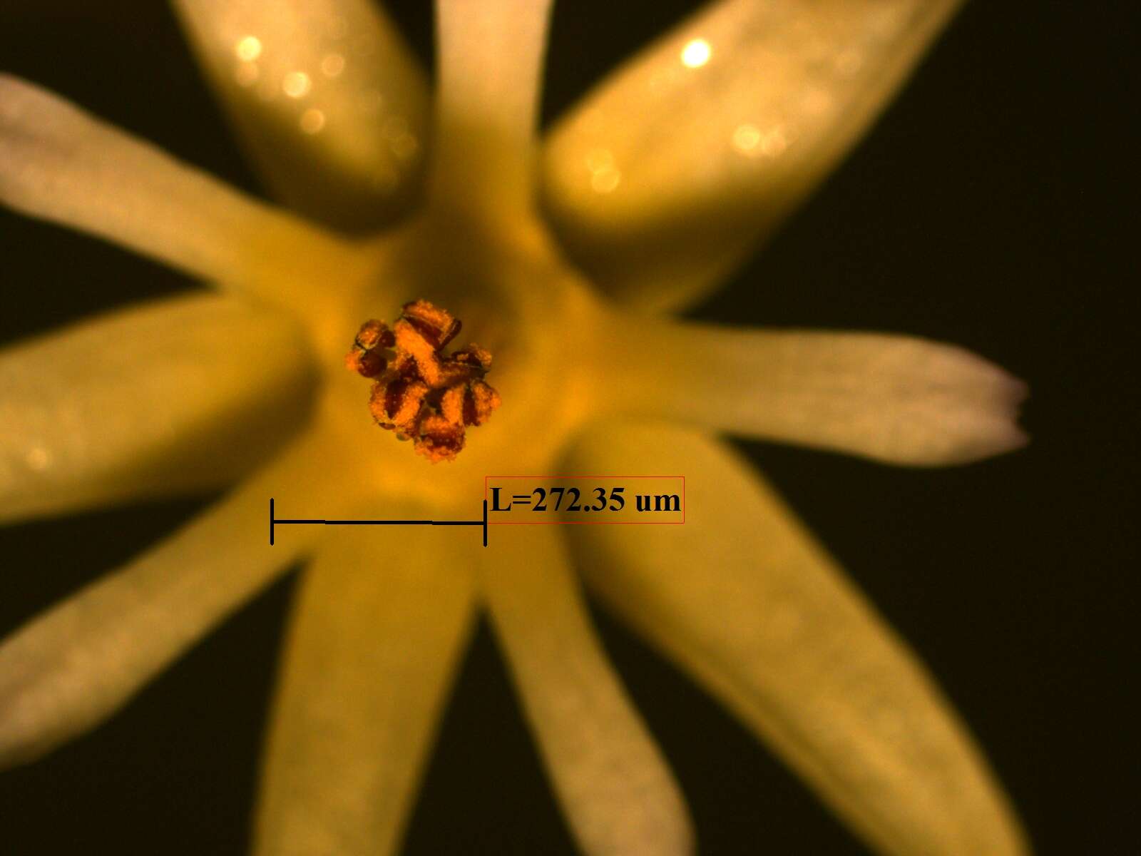 Image of Trichospermum