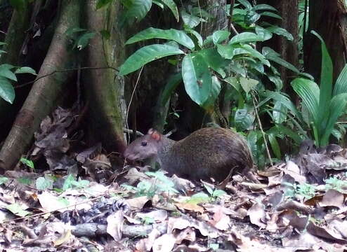 Image of Central American Agouti