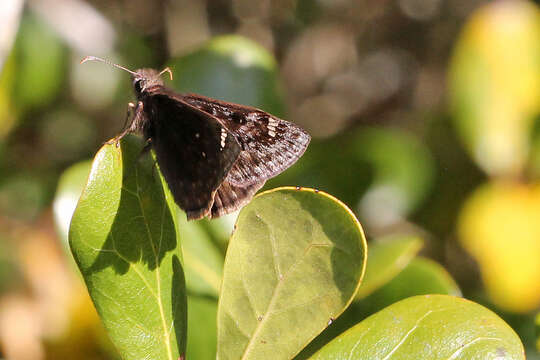 Image of Juvenal's Duskywing