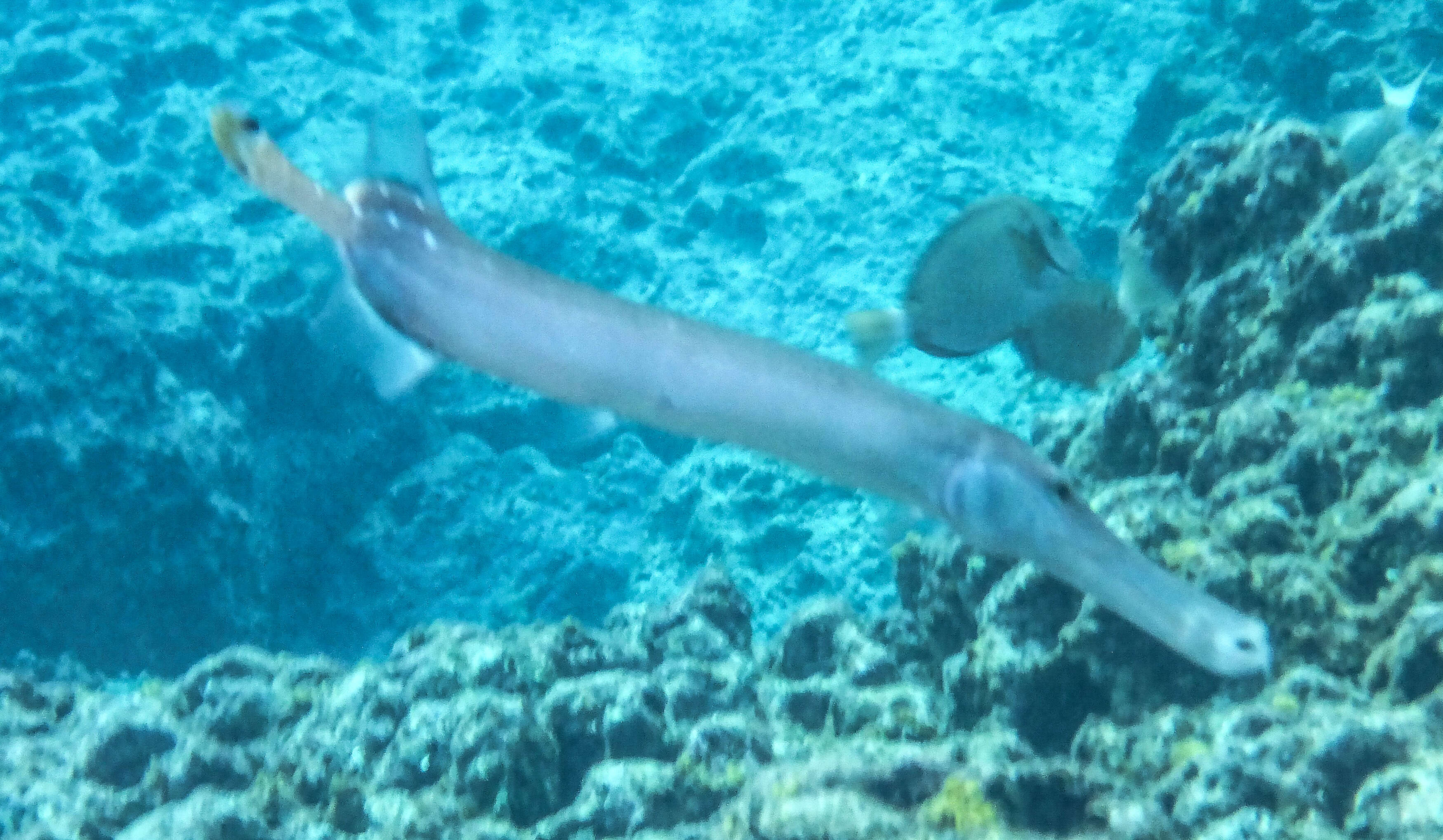 Image of trumpetfishes