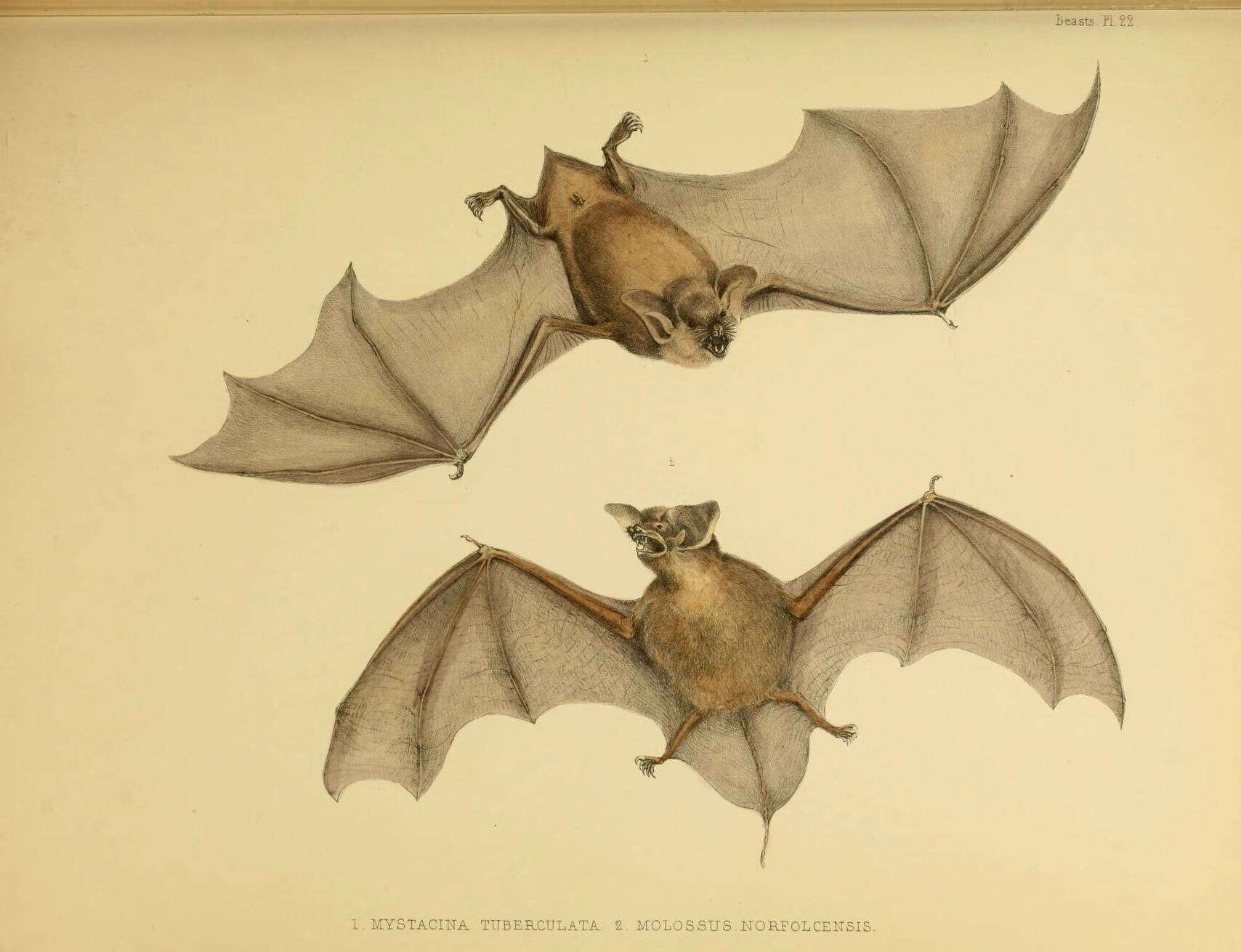 Image of New Zealand short-tailed bats