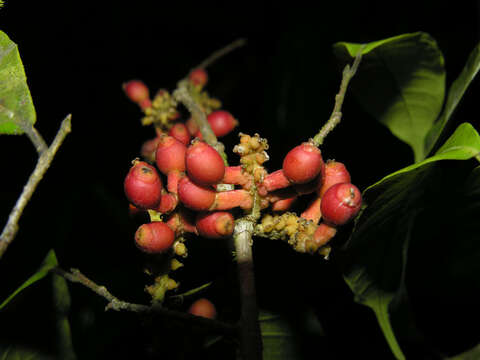 Image of Sorocea affinis Hemsl.