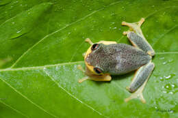 Image of Manantoddy bubble-nest frog