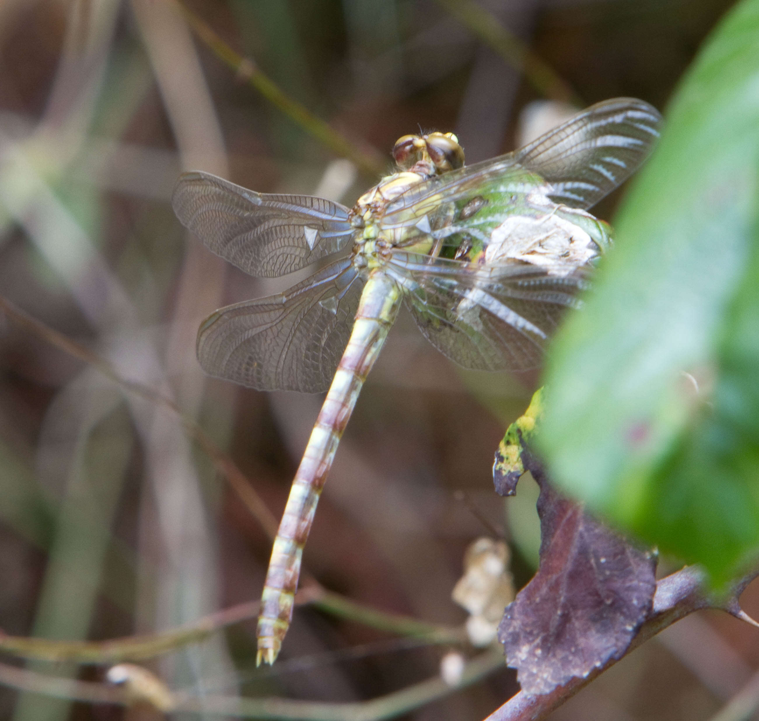 Image of Green-eyed Hooktail