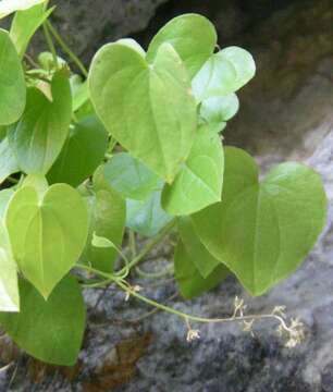 Image of Dioscorea chouardii Gaussen