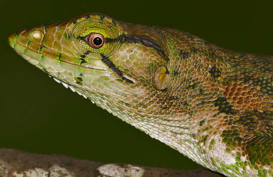 Image of Common Monkey Lizard