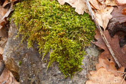 Image of brachythecium moss