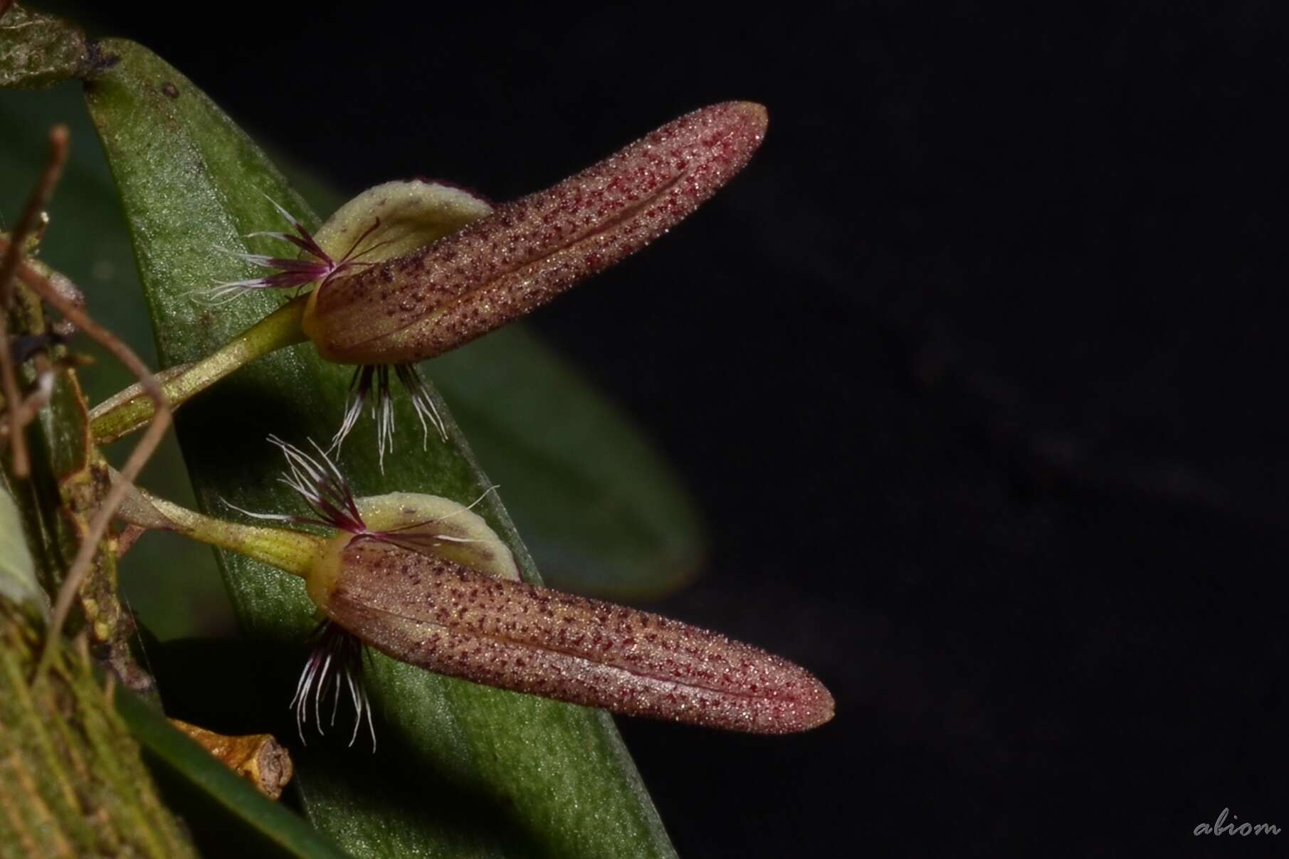 Image of Bulbophyllum mirum J. J. Sm.