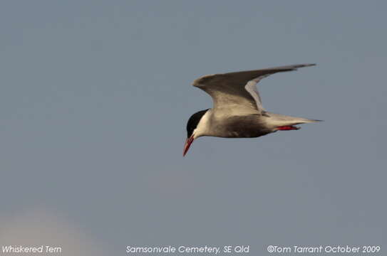 Image of Whiskered Tern