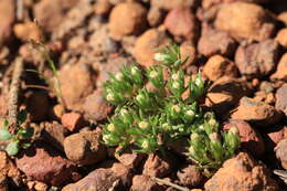 Image of Hyalosperma demissum (A. Gray) P. G. Wilson