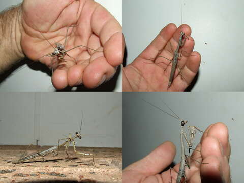 Image of Archimantis