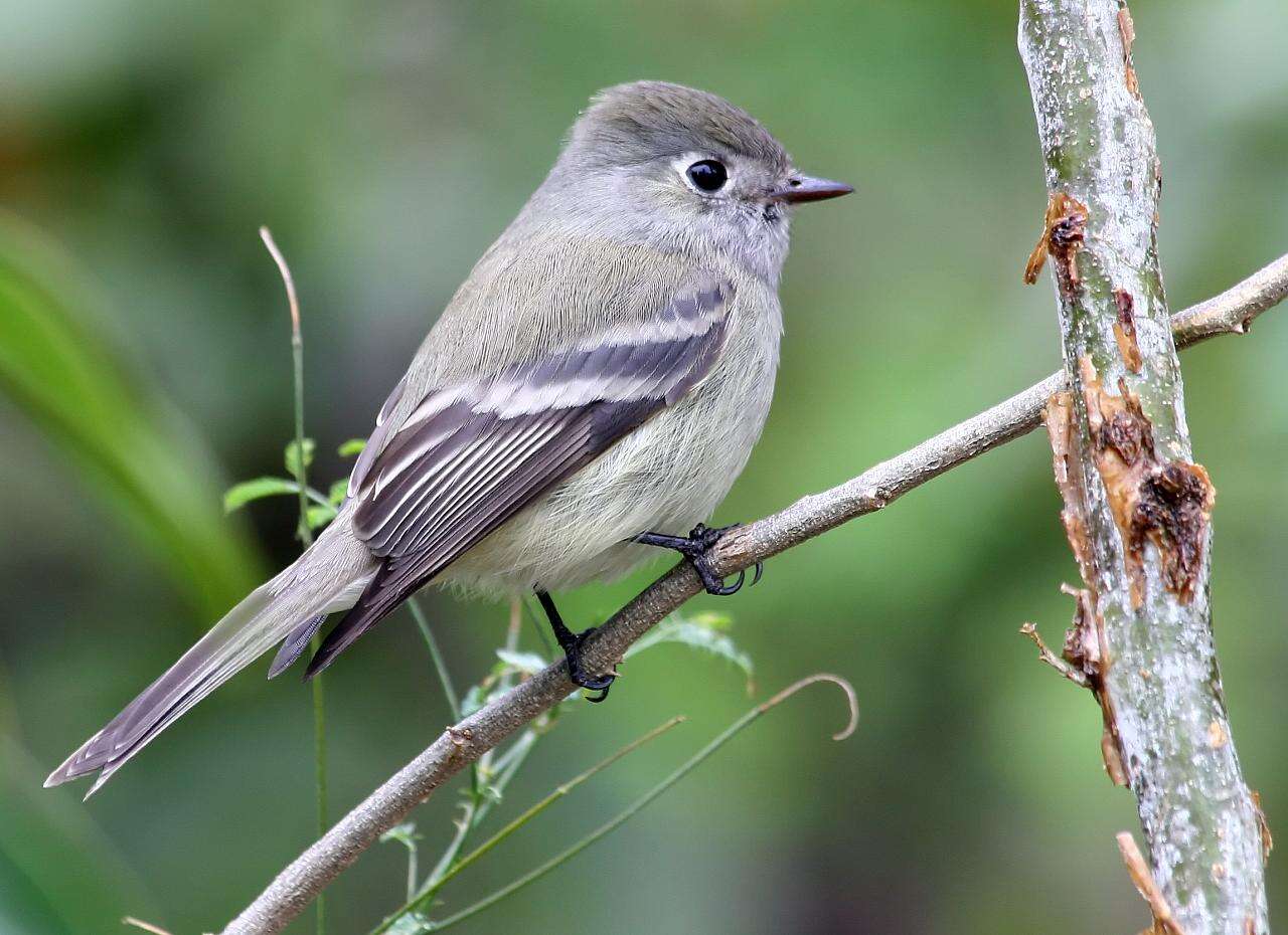 Image of Hammond's Flycatcher