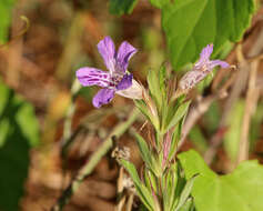 Dyschoriste oblongifolia (Michx.) Kuntze的圖片