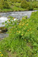 Imagem de Lathyrus palustris L.