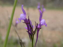 Image of Linaria pelisseriana (L.) Mill.