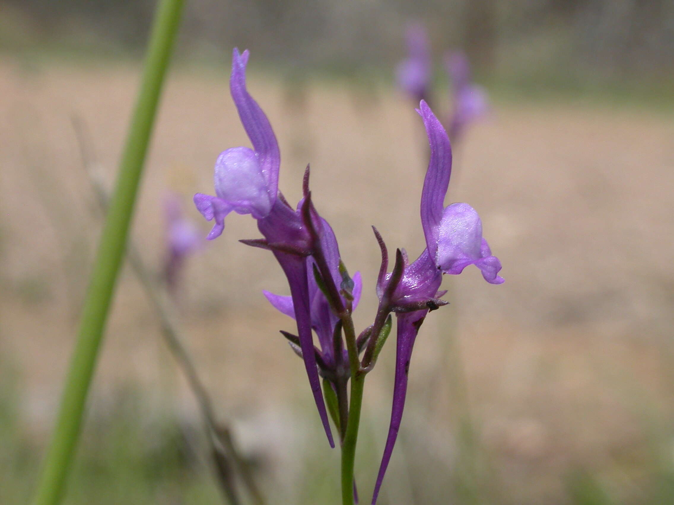 Image of Linaria pelisseriana (L.) Mill.