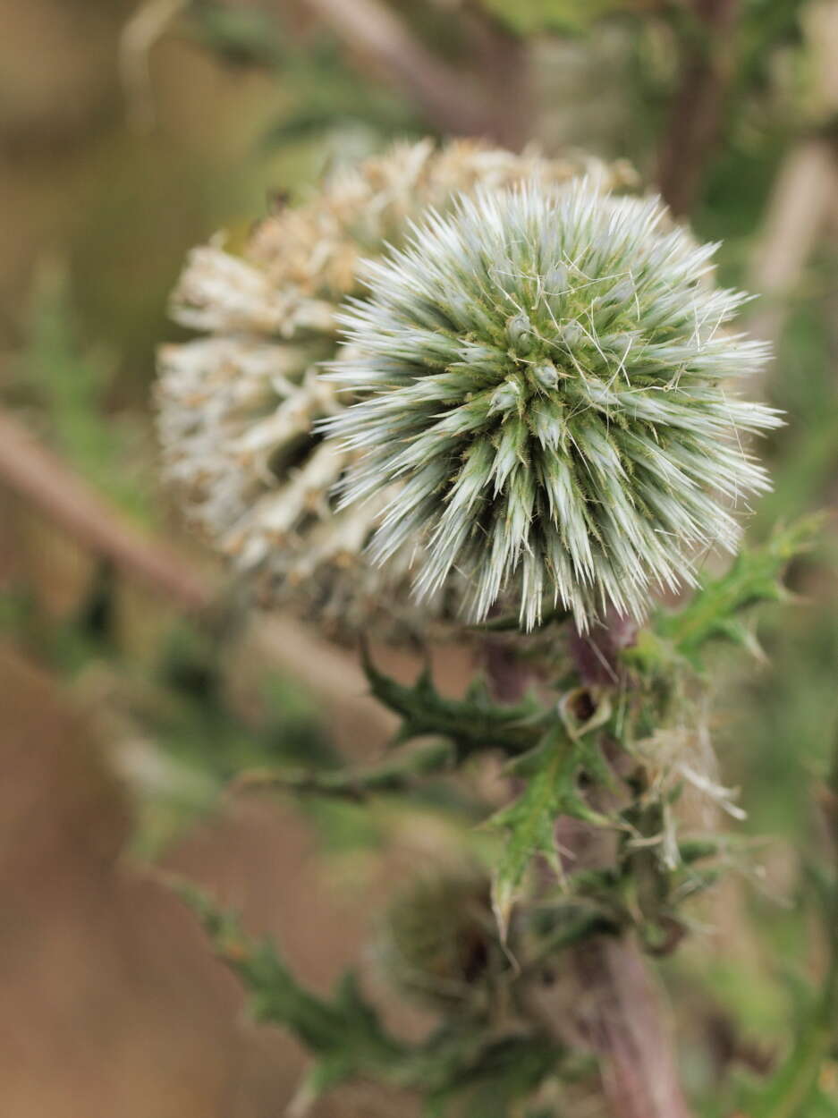 Echinops sphaerocephalus L. resmi