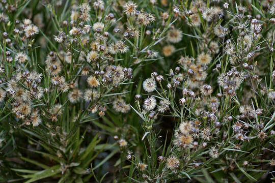 Image de Pityopsis graminifolia (Michx.) Nutt.