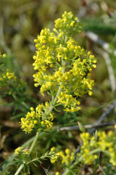 Image of Yellow Spring bedstraw