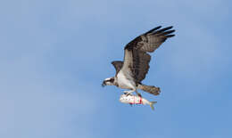 Image of ospreys