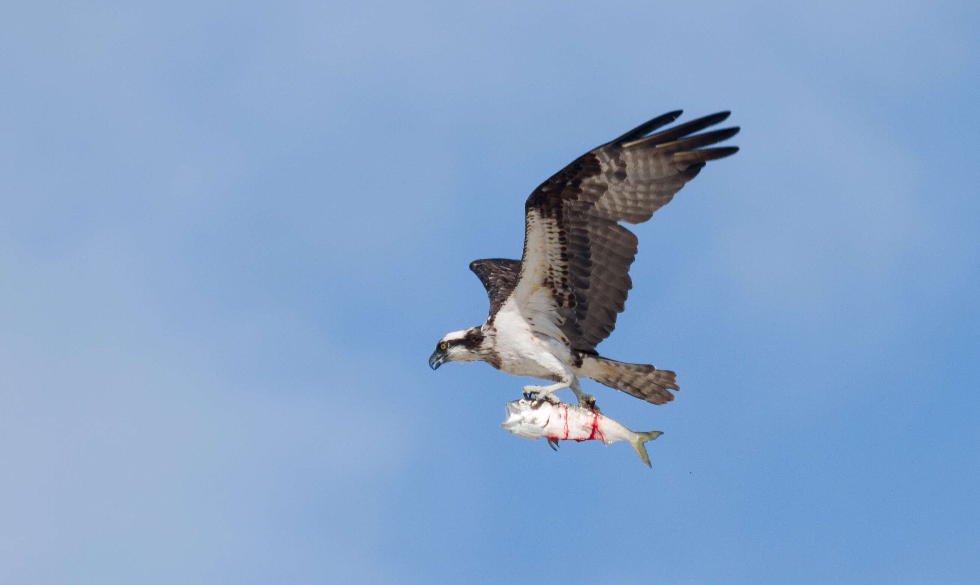 Image of ospreys