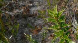 Image of Styphelia tenuiflora Benth.