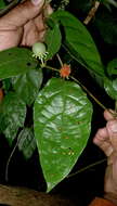 صورة Lycianthes pauciflora (Vahl) Bitter