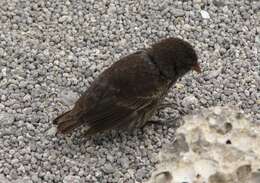 Image of Sharp-beaked Ground Finch