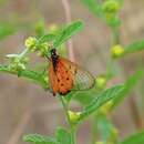 Plancia ëd Acraea neobule subsp. neobule Doubleday (1847)