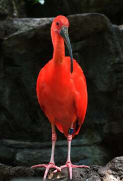 Image of Scarlet Ibis