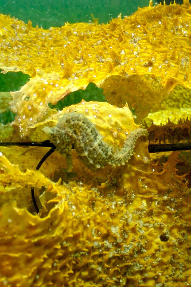 Image of seahorses