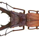 Image of <i>Cyclommatus <i>canaliculatus</i></i> canaliculatus