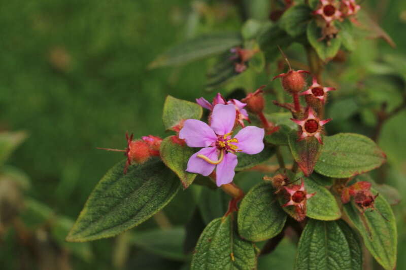 Imagem de Tibouchina