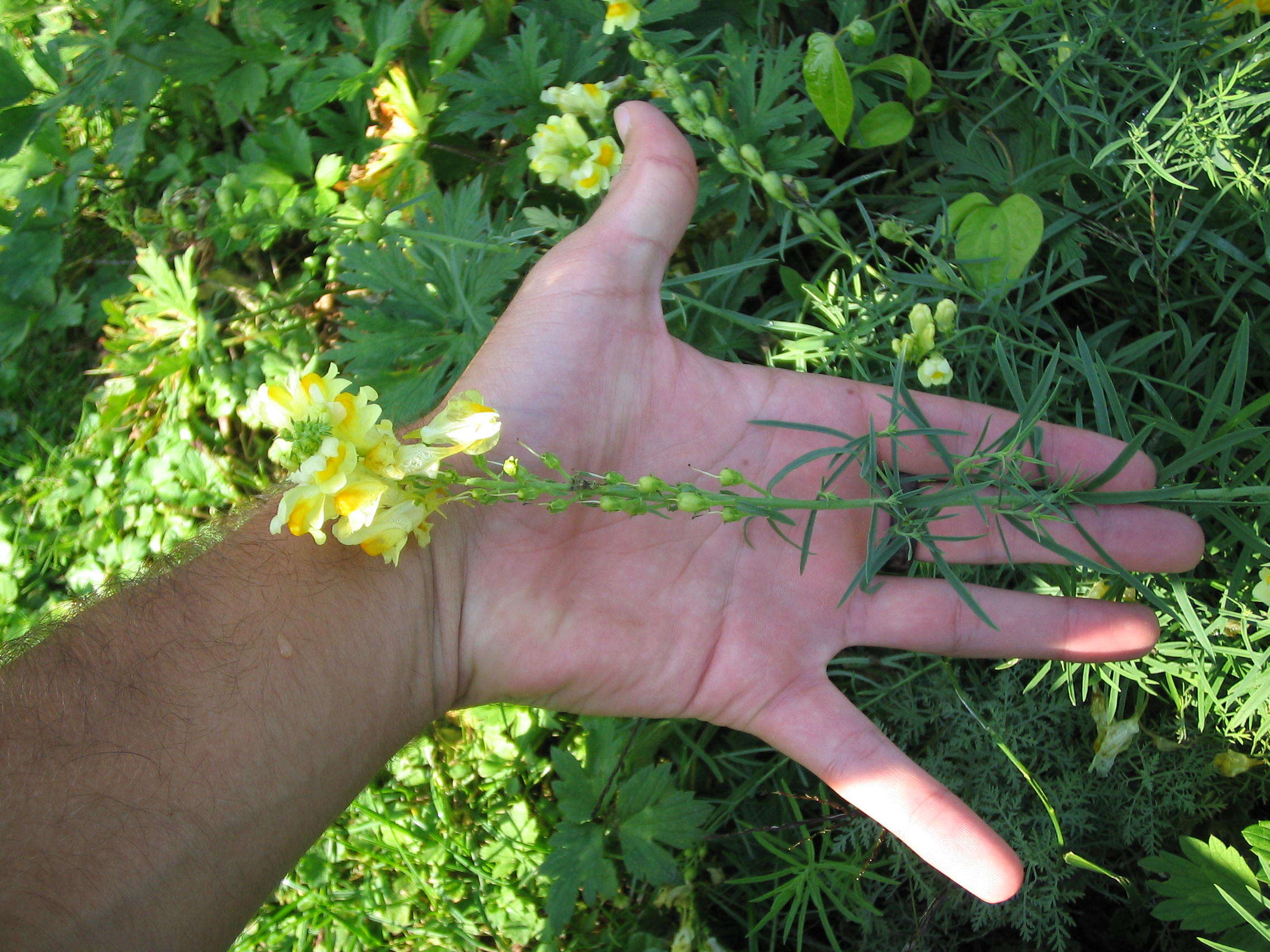 Image of Common Toadflax