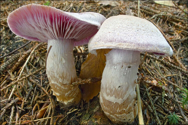 Image of Cortinarius camphoratus (Fr.) Fr. 1838