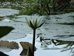 Image of Dotleaf waterlily