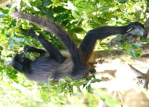 Image of Black-handed Spider Monkey