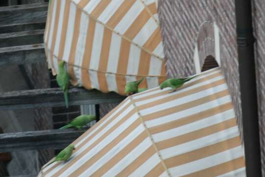 Image of Ring-necked Parakeet