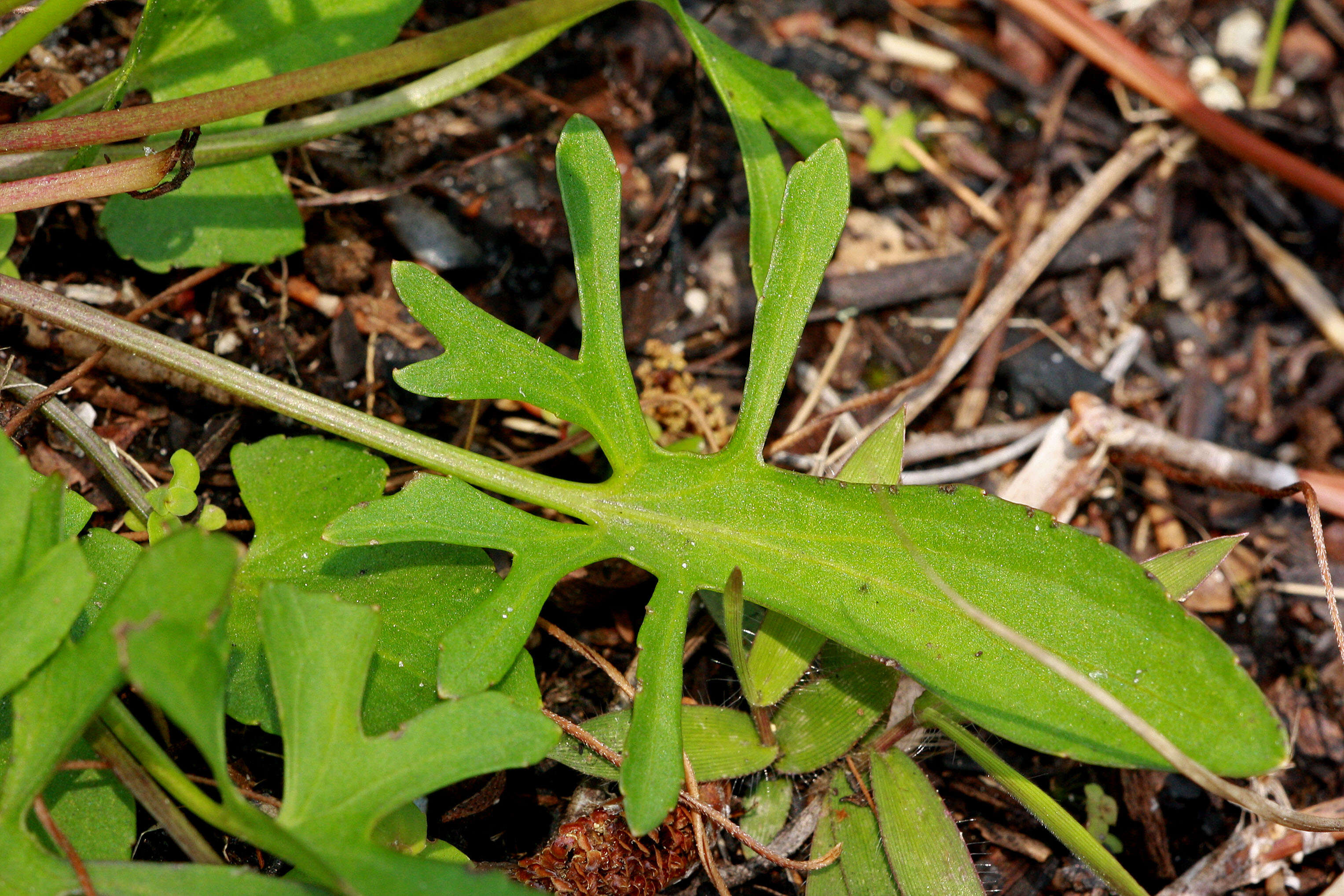 Image of Three-Lobe Violet