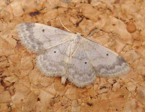 Image of Idaea