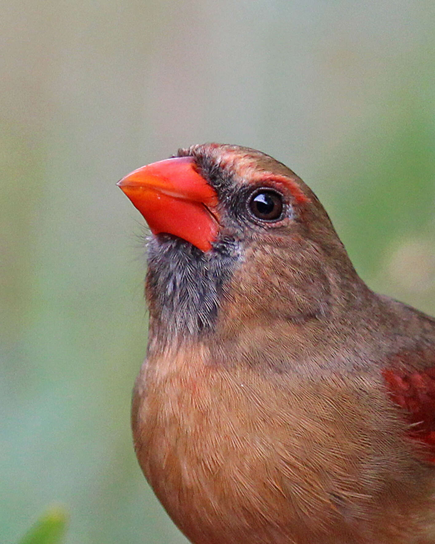 Image of Cardinalis Bonaparte 1838