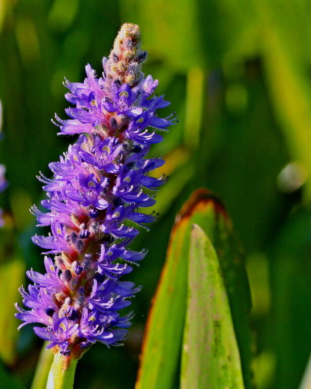 Image of pickerelweed